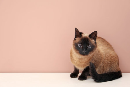 Adorable Thai cat on white counter near pink wall, space for text