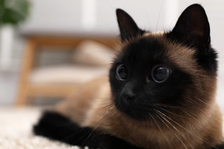 Adorable Thai cat on blurred background, closeup. Space for text