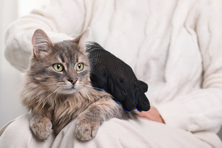 Woman brushing her cat with grooming glove indoors, closeupの写真素材
