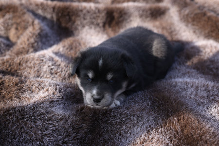 One tiny puppy lying on brown blanketの写真素材