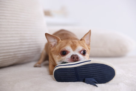 Cute chihuahua dog chewing shoe on sofa indoorsの写真素材