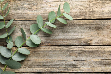 Beautiful eucalyptus branches on wooden background, top view. Space for textの写真素材