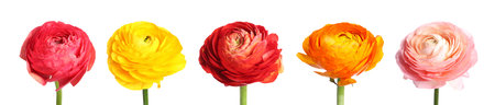 Beautiful ranunculus flowers isolated on white, set