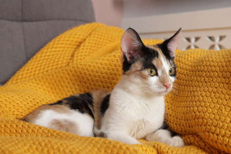 Cute calico cat resting on yellow blanket indoorsの写真素材