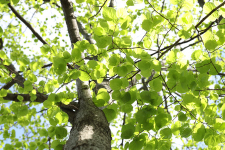 Tree crown with branches and green leaves outdoors, bottom view
