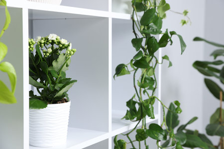 Green potted houseplants on shelves indoors, closeupの写真素材
