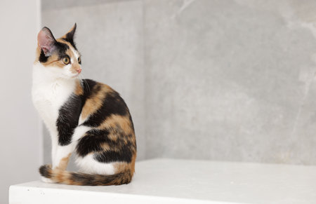 Cute calico cat on light surface indoorsの写真素材