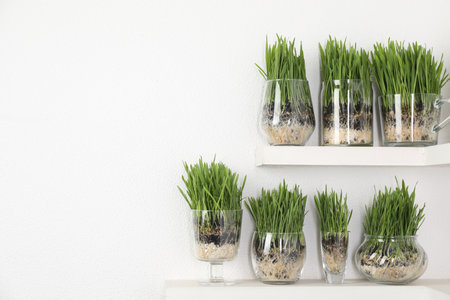 Wheat grass in transparent pots on shelves near light wall. Space for textの写真素材
