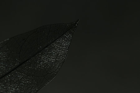 One beautiful skeleton leaf on black background, macro view. Space for textの写真素材