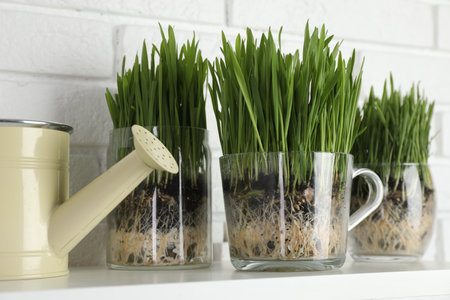 Wheat grass in transparent pots and watering can on shelf near white brick wall, closeupの写真素材