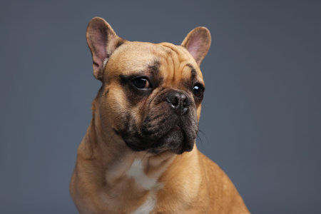 Portrait of adorable French bulldog dog on gray backgroundの写真素材