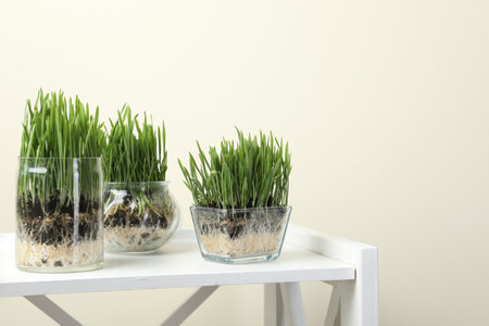 Wheat grass in transparent pots on white shelf against beige backgroundの写真素材