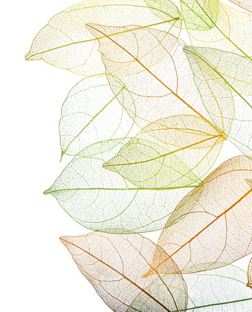 Beautiful skeletonized leaves isolated on white, top viewの写真素材