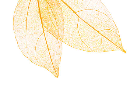 Beautiful skeletonized leaves isolated on white, top viewの写真素材