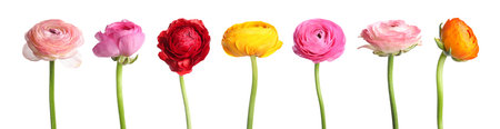 Beautiful ranunculus flowers isolated on white, set