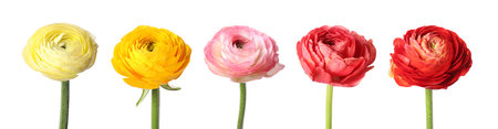 Beautiful ranunculus flowers isolated on white, setの写真素材