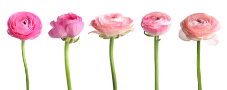 Beautiful ranunculus flowers isolated on white, set