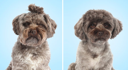 Cute Maltipoo dog before and after grooming on light blue background, collage. Pet hair care