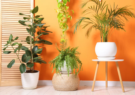 Different beautiful houseplants near orange wall indoorsの写真素材