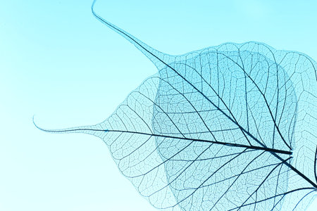 Beautiful skeleton leaves on light blue background, macro view