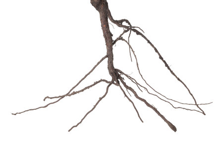 One plant with root isolated on whiteの写真素材