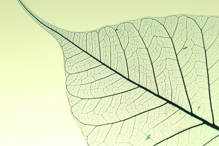 Beautiful skeleton leaf on light yellow background, macro view