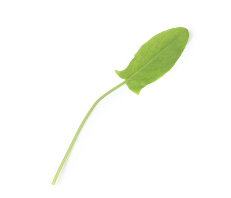 One fresh green sorrel leaf isolated on whiteの写真素材