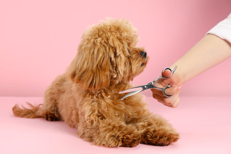 Groomer cutting cute dog's hair on pink background, closeupの写真素材