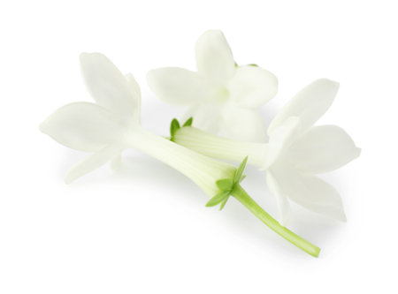 Beautiful aromatic jasmine flowers isolated on whiteの写真素材