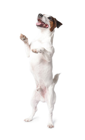 Cute Jack Russell Terrier dog on white backgroundの写真素材