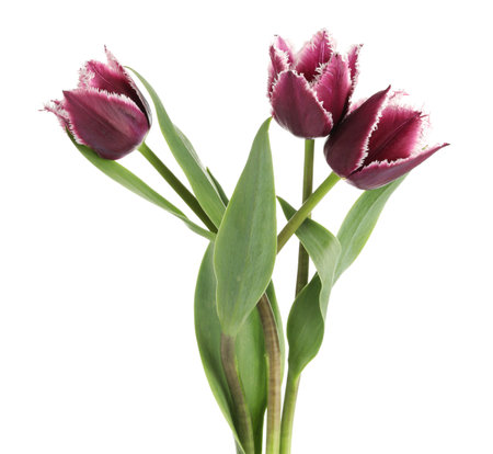 Three beautiful color tulips isolated on whiteの写真素材