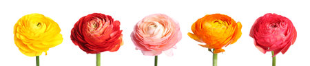 Beautiful ranunculus flowers isolated on white, set