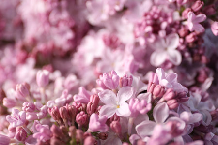 Many beautiful lilac flowers as background, closeupの写真素材