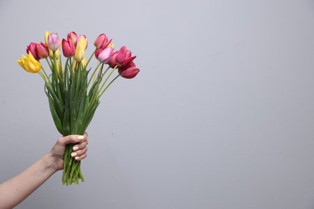 Woman with bouquet of beautiful tulips on light grey background, closeup. Space for textの写真素材