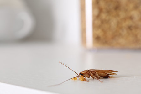 Cockroach with food crumbs on white table, closeup