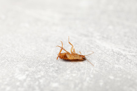 One cockroach on grey table, closeup.の写真素材