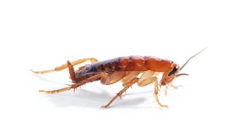 One cockroach on white background.