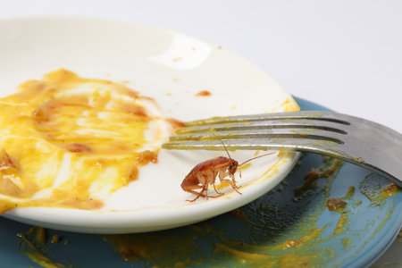 Cockroach crawling on dirty dishes, closeup view