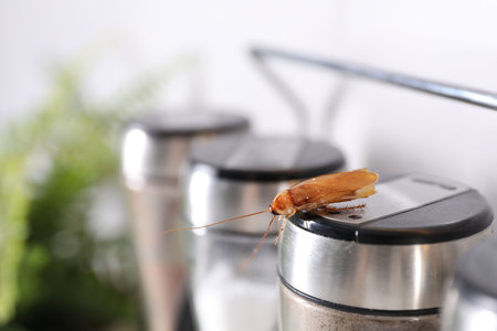 Cockroach crawling on pepper shaker indoors, closeup