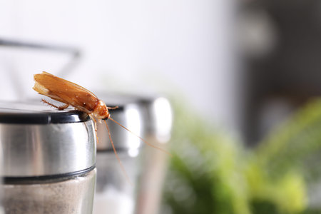 Cockroach crawling on pepper shaker indoors, closeup. Space for text