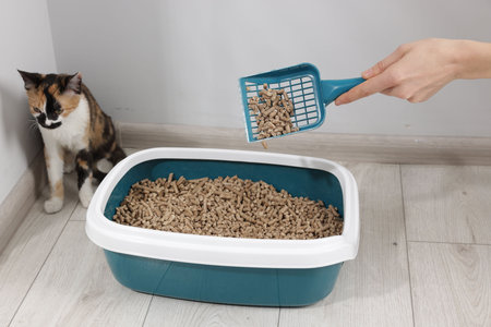 Woman cleaning litter tray and cute calico cat indoors, closeupの写真素材