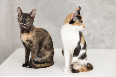 Cute calico cats on light surface indoorsの写真素材