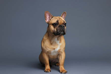 Adorable French bulldog dog sitting on grey backgroundの写真素材