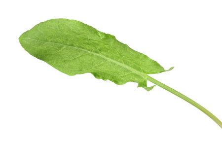 One fresh green sorrel leaf isolated on white