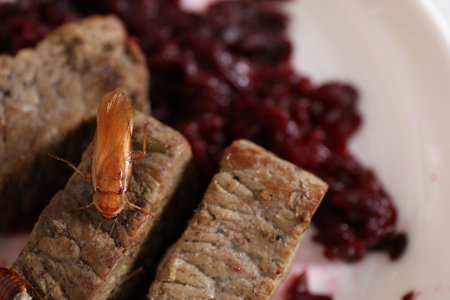 Cockroach crawling on meat on table, top view