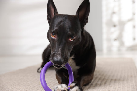 Cute dog chewing toy on floor at homeの写真素材