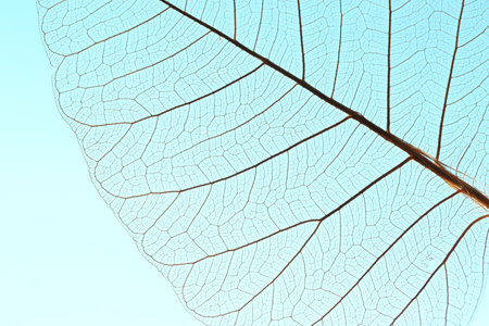 Beautiful skeleton leaf on light blue background, macro viewの写真素材