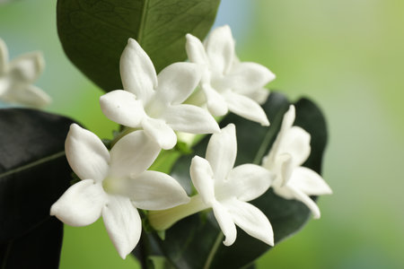 Beautiful jasmine plant with flowers on blurred background, closeupの写真素材