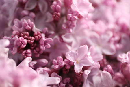 Many beautiful lilac flowers as background, closeupの写真素材