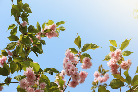 Beautiful blossoming sakura tree with pink flowers against blue skyの写真素材